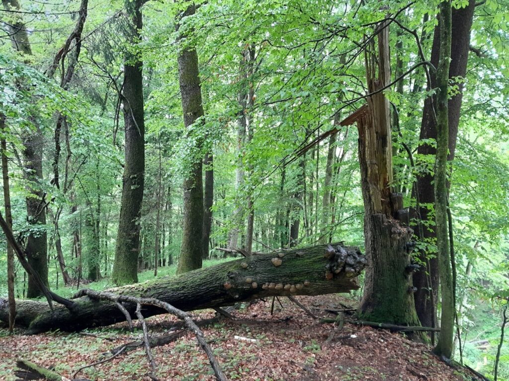 Wald mit liegendem Totholzstamm