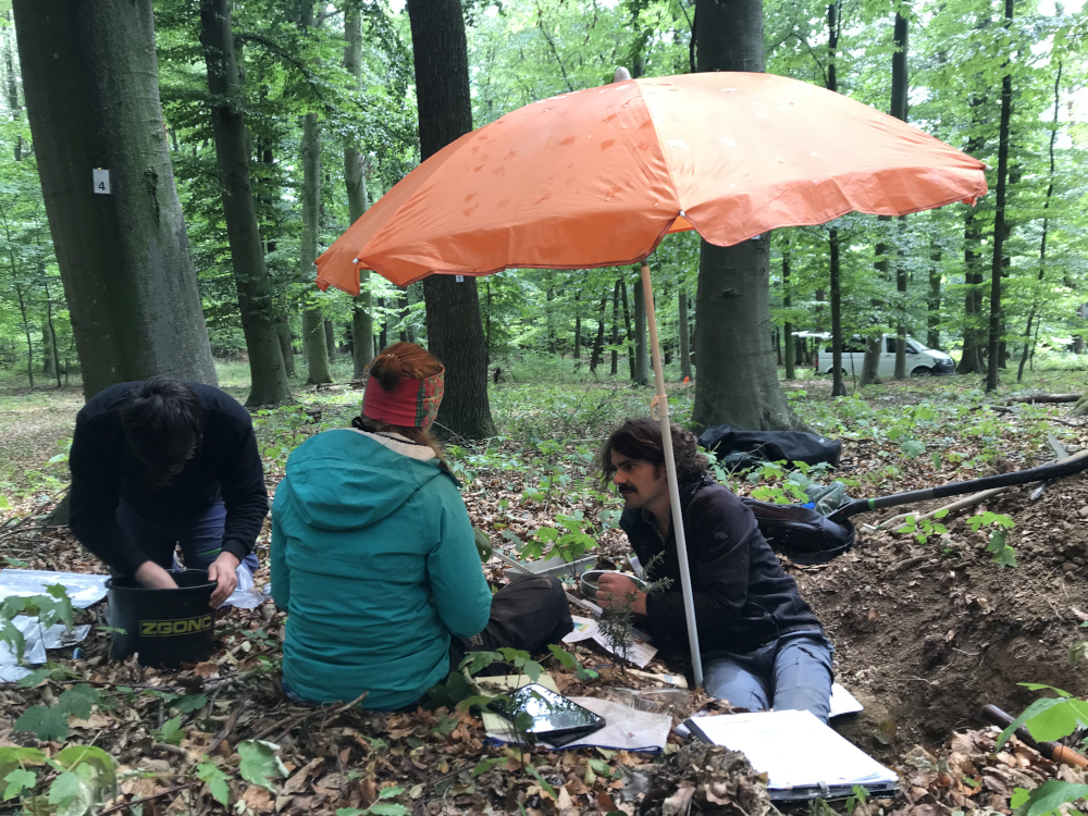 Ein Team von drei Leuten sitzt und arbeitet in einer ausgehobenen Grube im Waldboden. Über ihnen steht ein aufgespannter Sonnenschirm