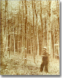 Dauerversuchsfläche Hauersteig